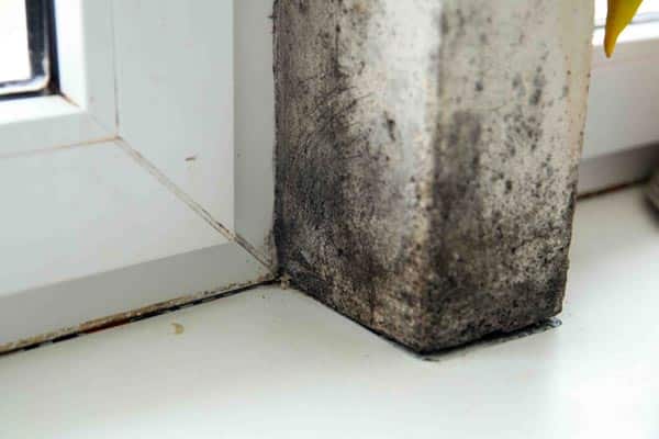 Mold can grow on concrete. While concrete is not a food source for mold, it can provide a damp and humid environment that allows mold spores to grow.