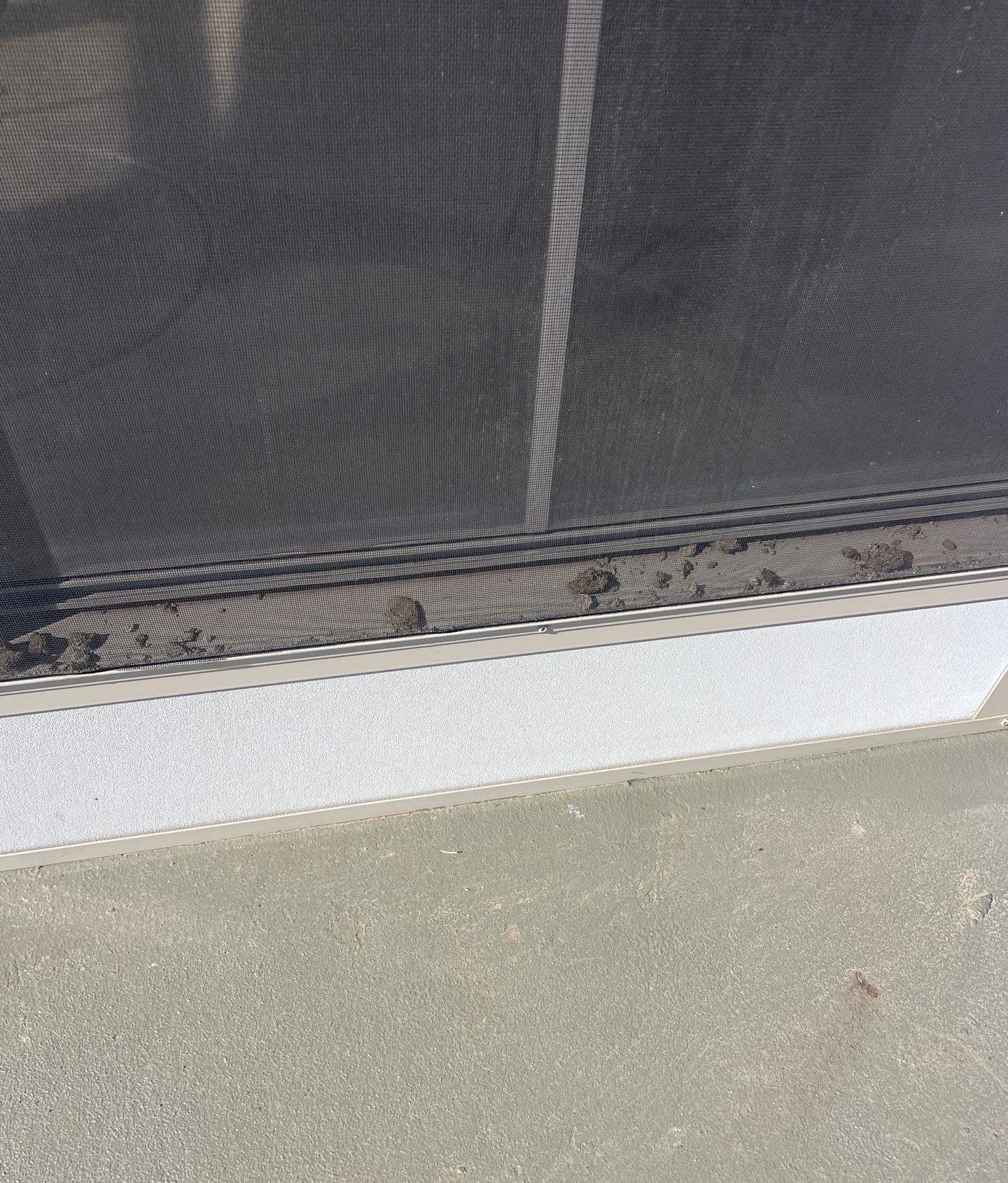 Pests & Rodents diagnosed by Epp Foundation Repair