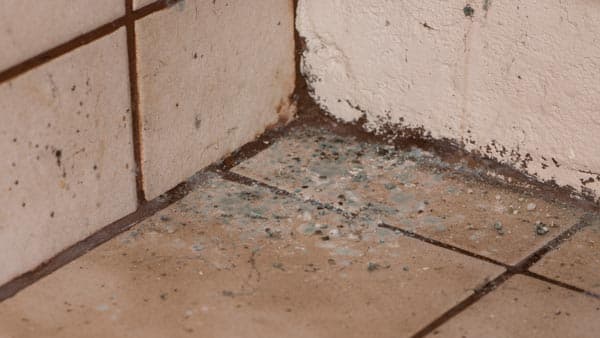 Early warning signs of mold and mildew from crawl space humidity on a Midwest home