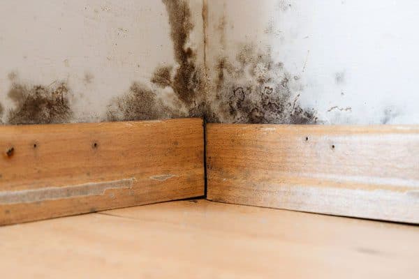 Epp Foundation Repair identifying severe mold growth and mildew on basement walls and wood trim, indicating high humidity lev