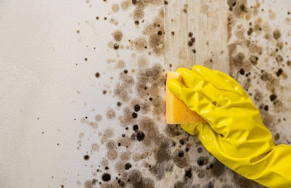 Early warning signs of mold and mildew on a Midwest home