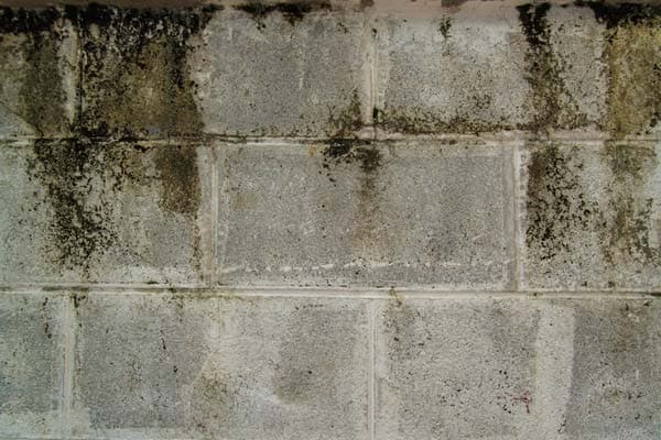 Epp Foundation Repair inspecting heavy mold and mildew stains on a concrete block crawl space wall.