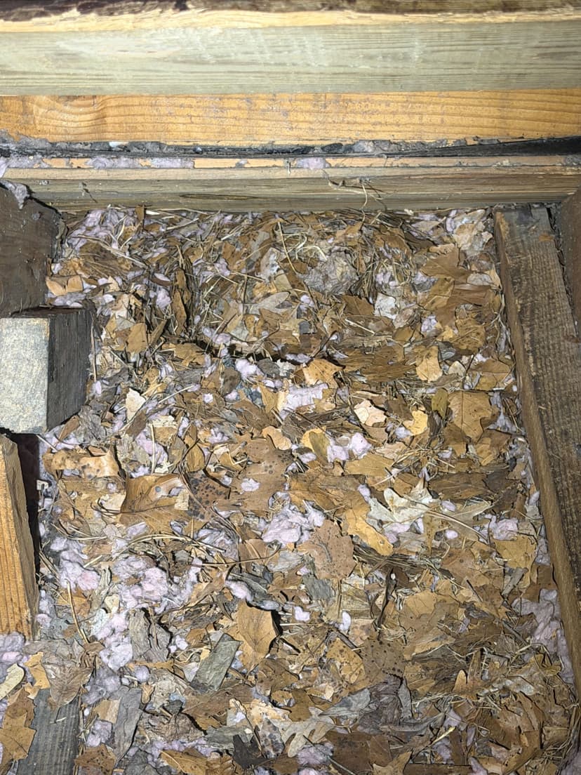 Epp Foundation Repair inspecting a rodent nest with shredded material and deteriorating insulation in a crawl space wall