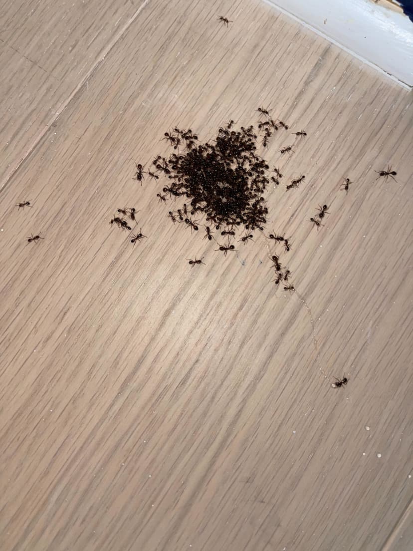 Epp Foundation Repair inspecting a carpenter ant infestation on a residential wood floor.